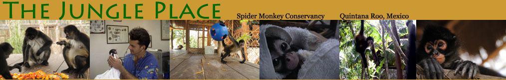 jungle place spider monkey sanctuary header